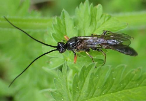 Alomya debellator
